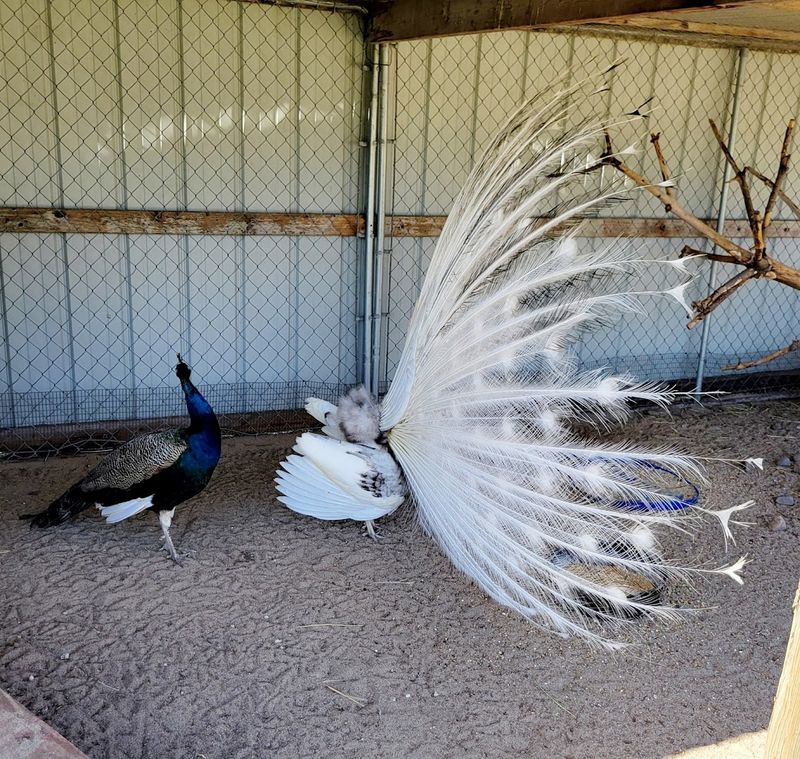 A Magical Nebraska Safari Full Of Exotic Animals You Can Feed - Decor Hint Ostriches And Other Large Exotic Birds