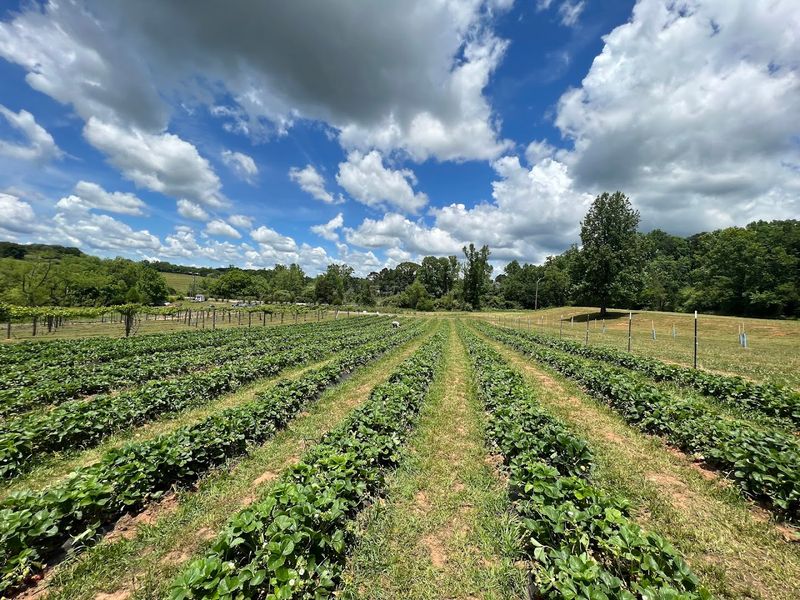 Bella Orchards