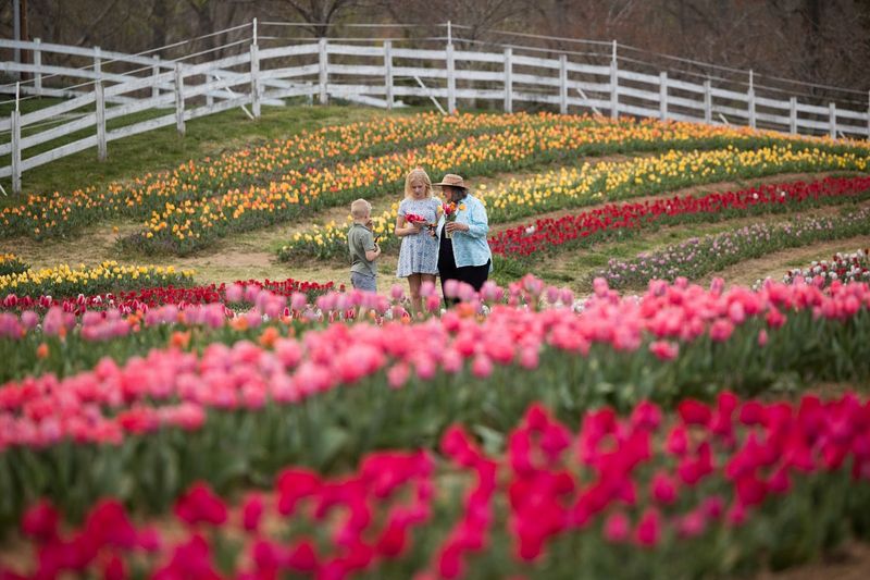 A 20-Acre Farm That Opens For Flower Season