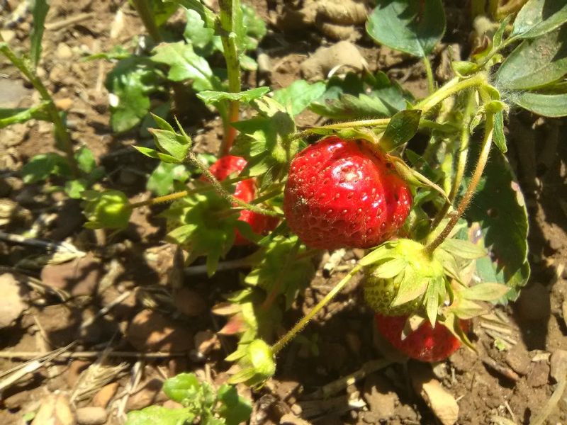 Why Strawberry Season Feels Special