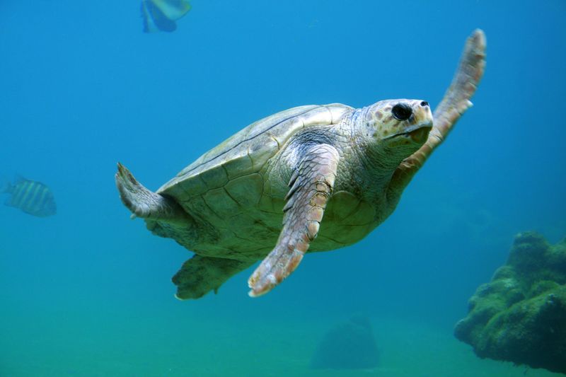 Spotting Loggerhead Sea Turtles
