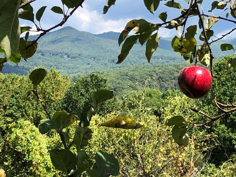 Apple Core Grill And Homemade Treats