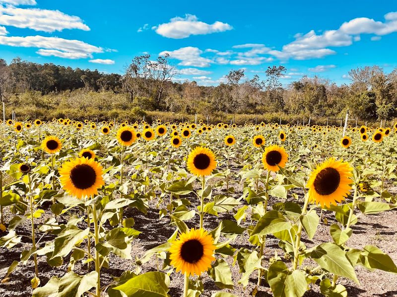 The Corn Maze And Sunflower Express