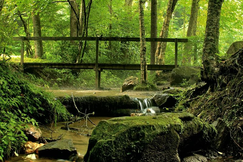 Old-Growth Beech Trees That Give The Trail Its Name