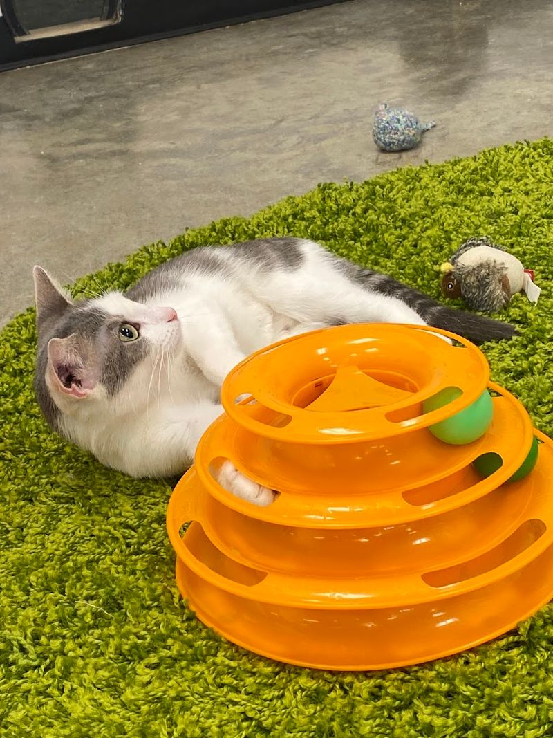 Perfect Spot For Families With Cat-Loving Kids