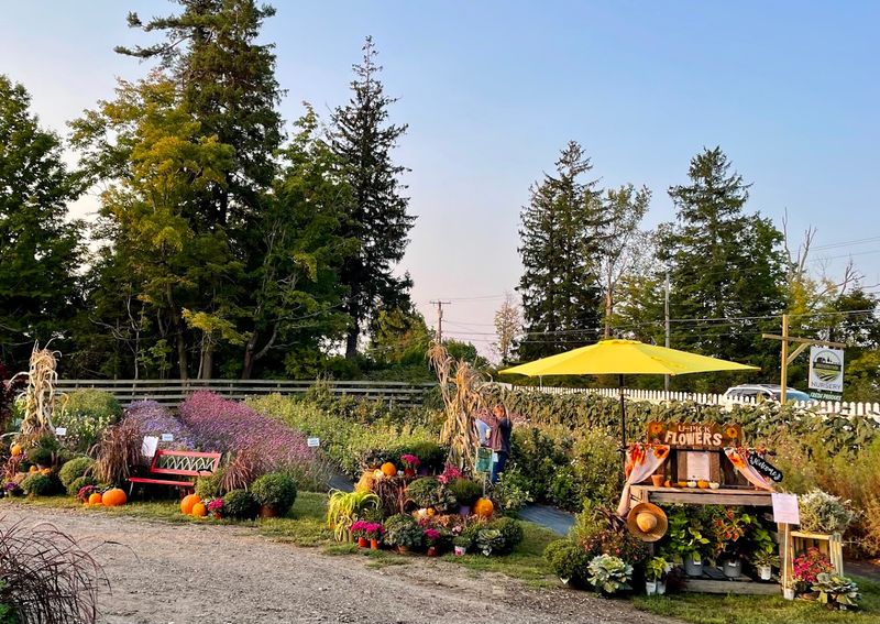 This Connecticut Wildflower Farm Looks Like A Dreamy Meadow You Can Walk Through - Decor Hint Why The Fields Feel Worth The Trip