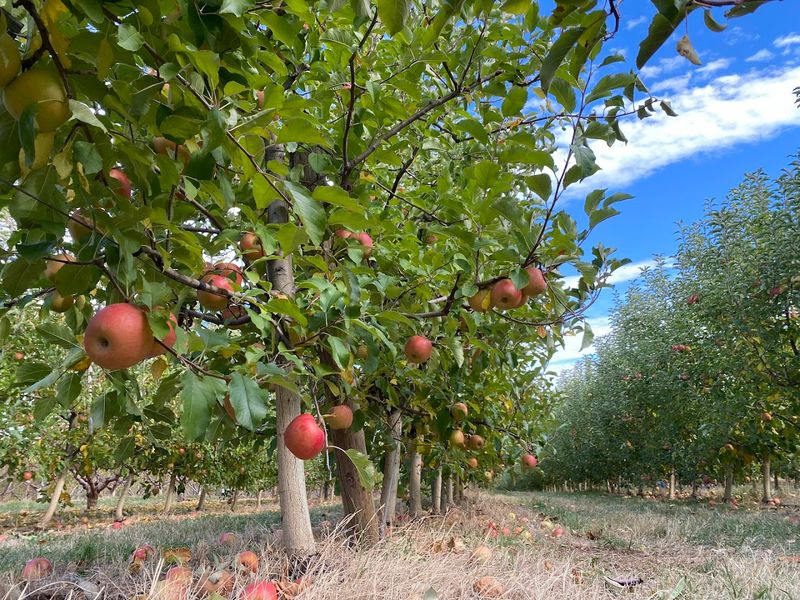 Apple Picking Season And The Pumpkin Patch