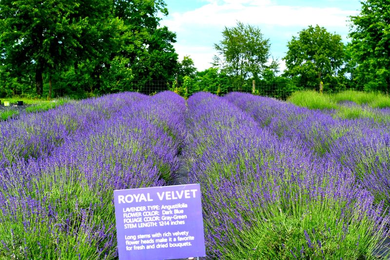 Why 2026 Is Your Year To Visit Kentucky's Lavender Bloom - Decor Hint Lavender Lemonade That Hits Different On A Warm Day