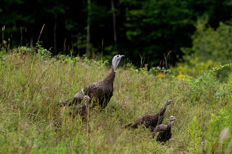 The Best Wildlife Experiences In Maine Are Hiding In These Stunning Locations - Decor Hint Gilsland Farm Audubon Center