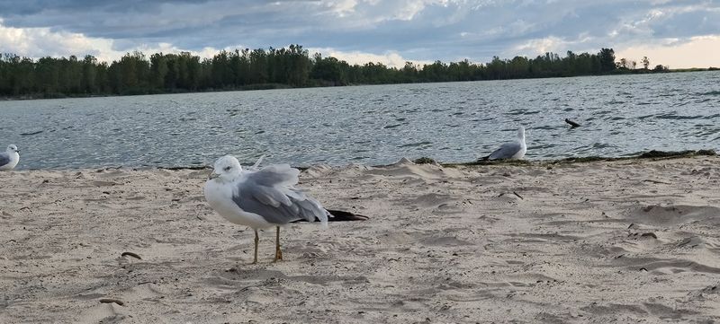 Wildlife That Shows Up