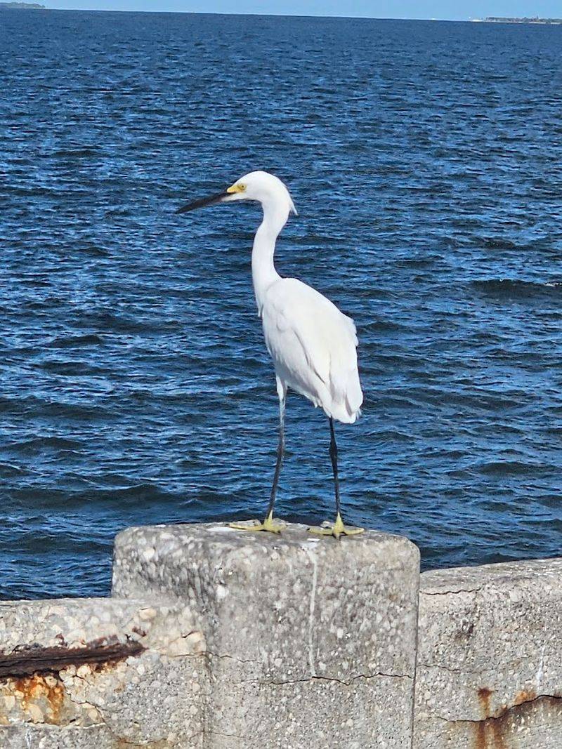 Wildlife On The Water