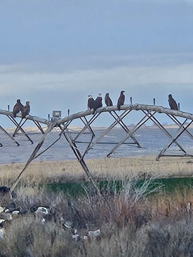 Wildlife You Might Spot Along The Way