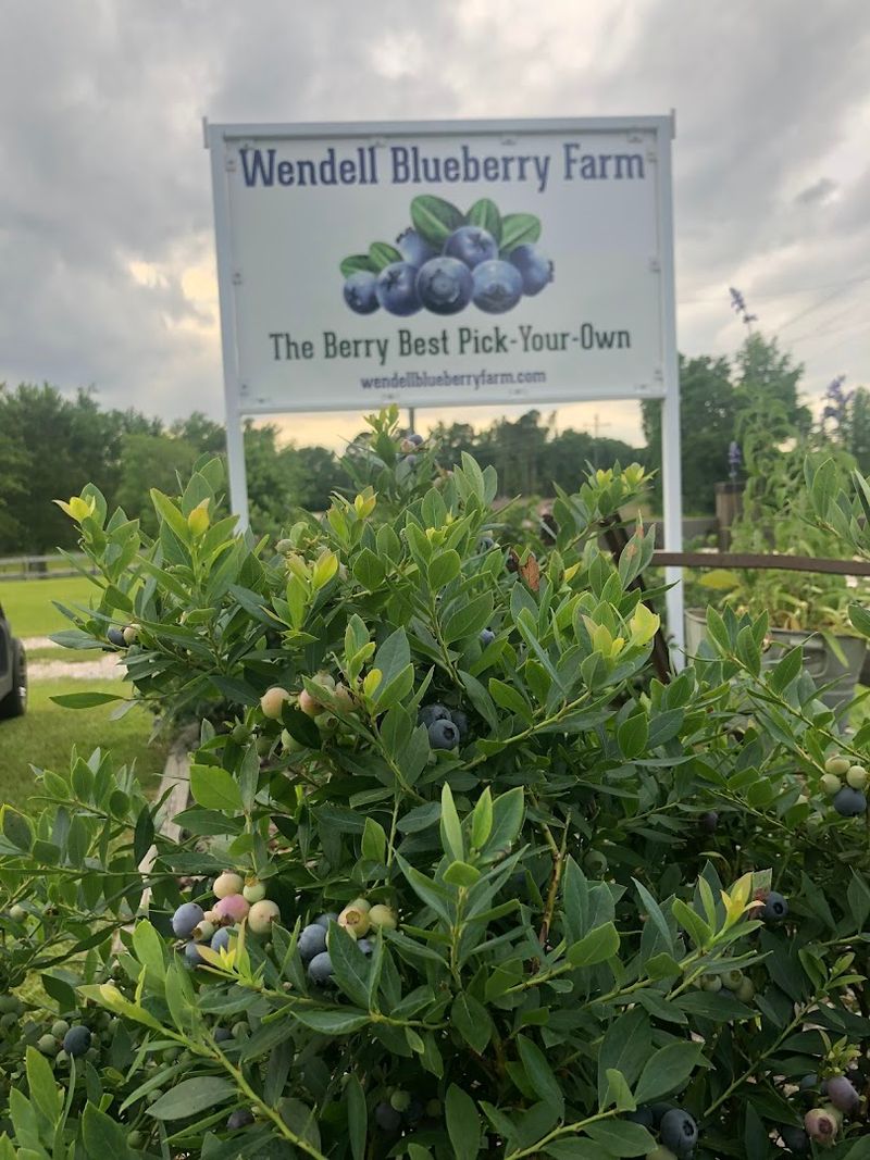 Wendell Blueberry Farm