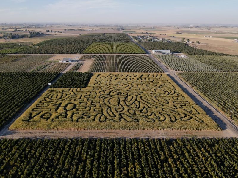 Fall Festival And Corn Maze Adventure