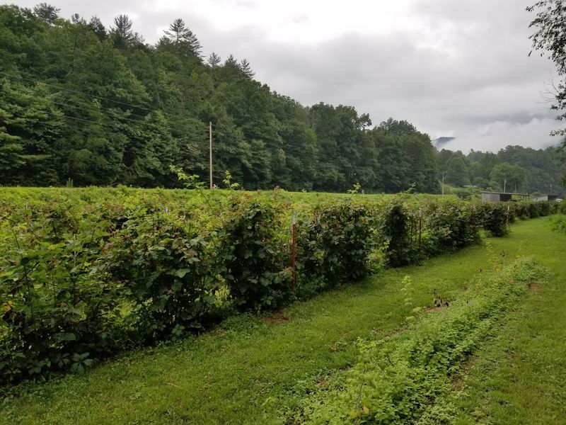 Farmer Mac's Blueberry Farm