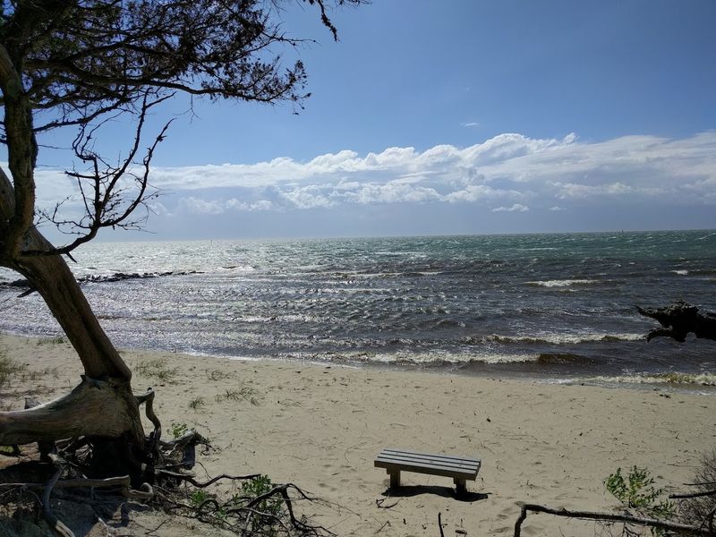 Coastal Birds Make The Quiet Shore Feel Alive