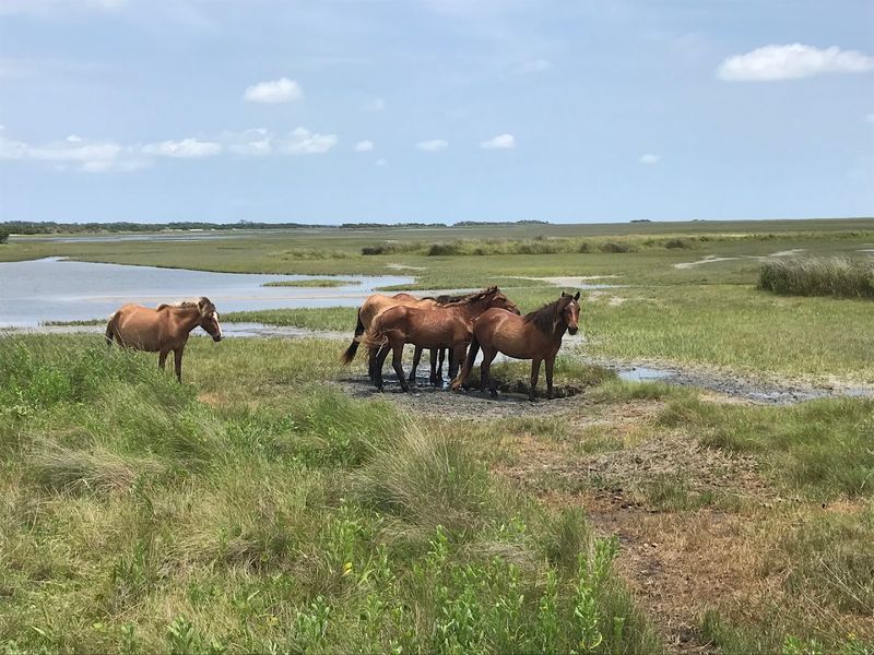 Marsh Grass, Mudflats, And Open Sky Shape The Whole Walk
