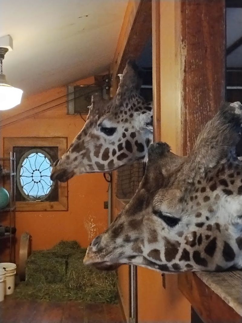 Overnight Accommodations Let Visitors Stay Close To The Animals