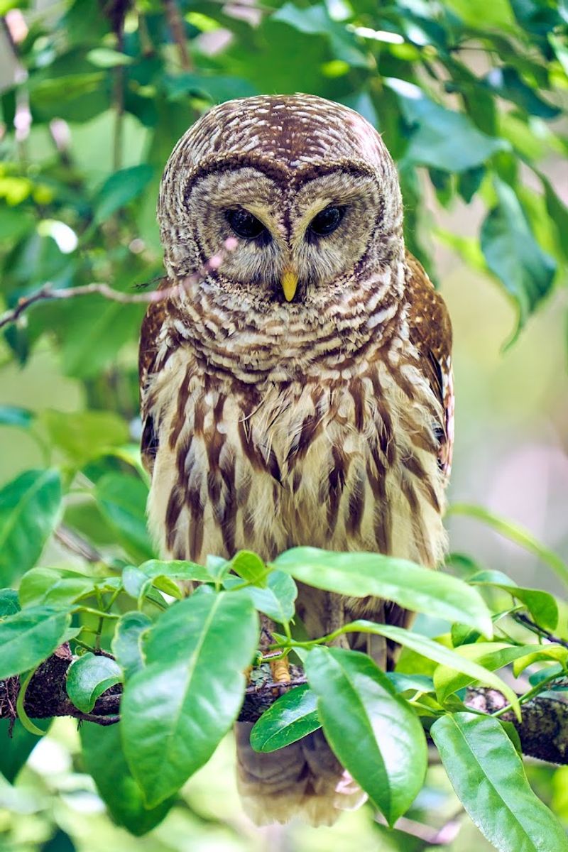 Over 200 Bird Species Make This A Birder's Dream