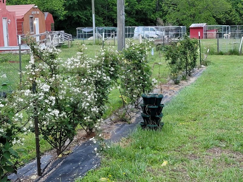 Roanoke Rapids Adds The Farm-Country Setting