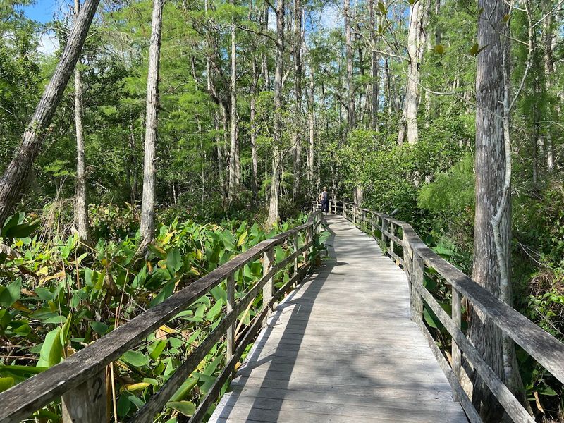 The 2.25-Mile Boardwalk That Takes You Deep Into The Swamp