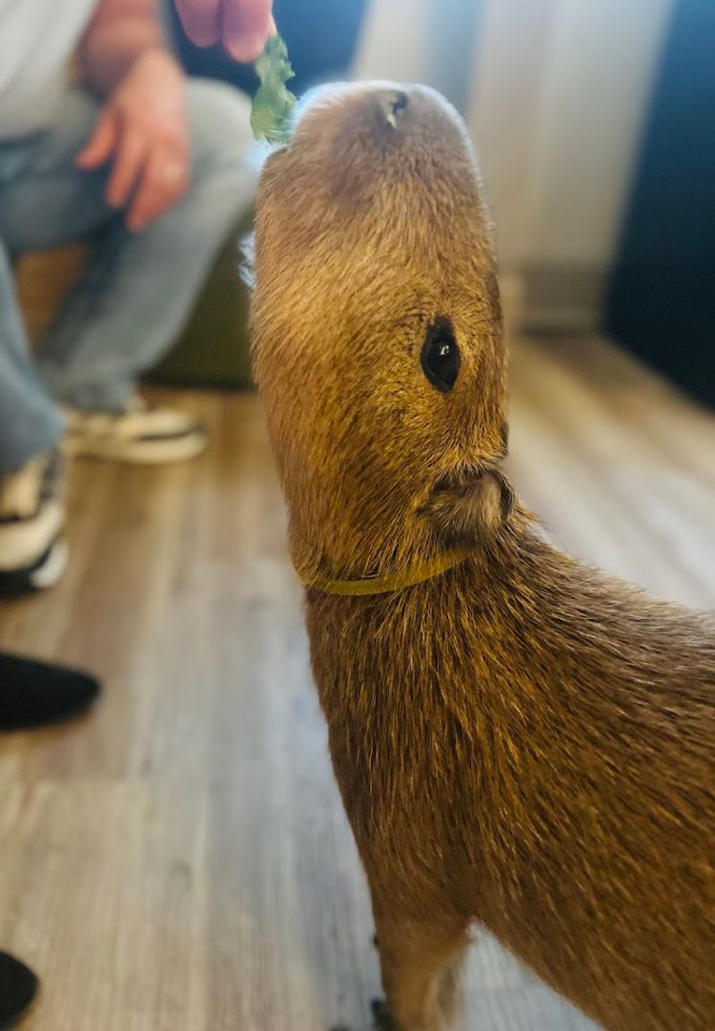 This Florida Cafe Lets You Spend Your Morning With Capybaras And Nobody Who Has Tried It Has Ever Complained - Decor Hint The Team That Makes Animals Trust Them