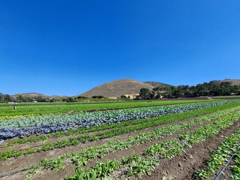 The Farm Market And Fresh Produce
