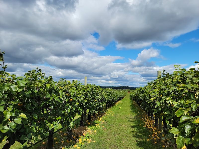 Why The Orchard Layout Makes A Real Difference