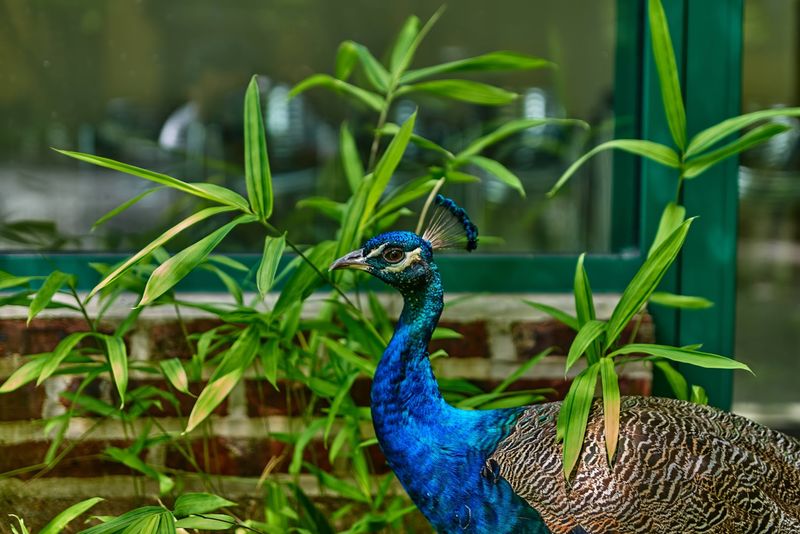 Wildlife And Peacocks Roaming Free