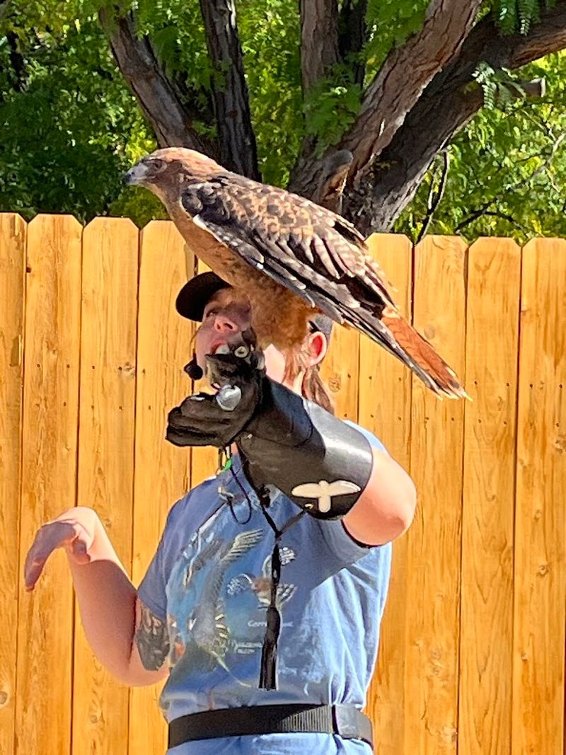 Live Bird Ambassadors With Real Educational Value