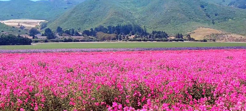 Flower Festival Season Adds Another Reason To Go