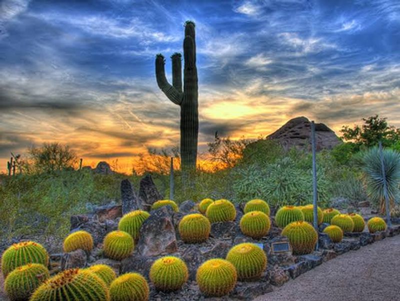 One Of Arizona's Most Beautiful Gardens Is Hiding In The Middle Of The Desert - Decor Hint Practical Tips For Getting The Most Out Of Your Visit