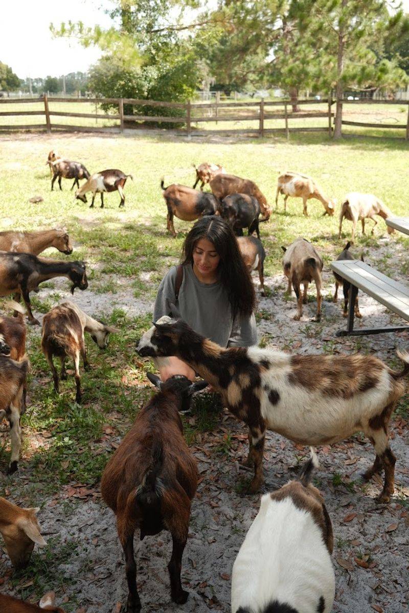 Feeding Treats To The Bigger Goats And Mama Goats