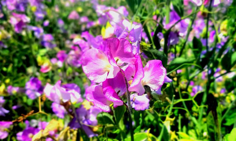 Bloom Timing Usually Peaks In Late Spring