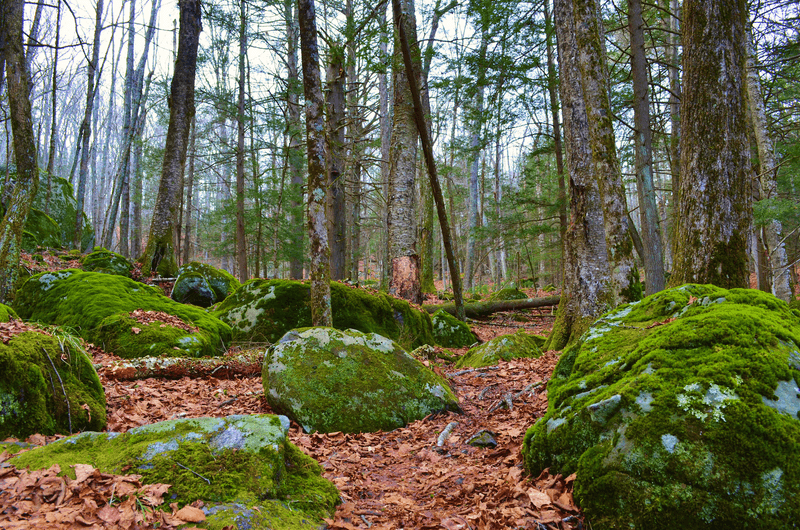 Scenic Trails Through Quiet Woodlands