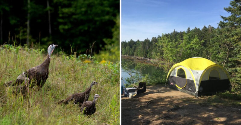 The Best Wildlife Experiences In Maine Are Hiding In These Stunning Locations
