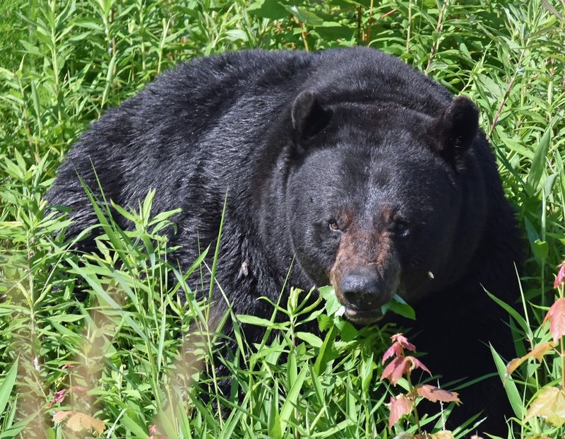 Black Bear Country