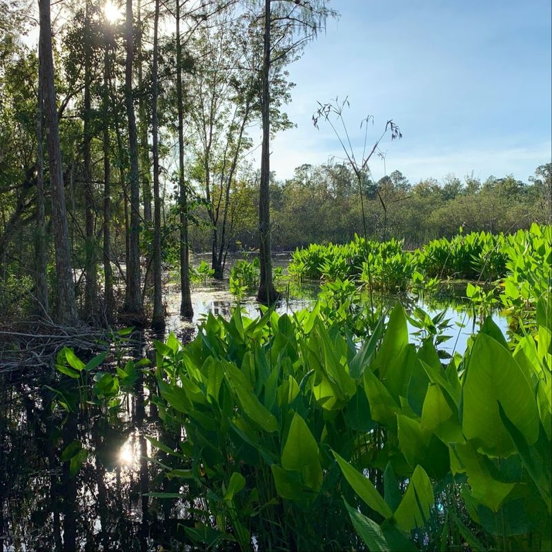 A Ramsar Wetland With Five Distinct Everglades Biomes