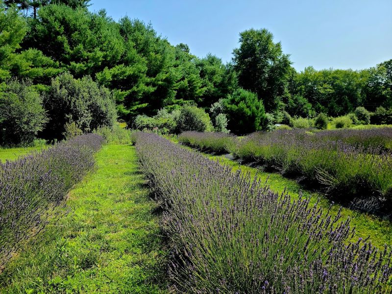 Rows Of Lavender Across A Twenty-Five-Acre Farm