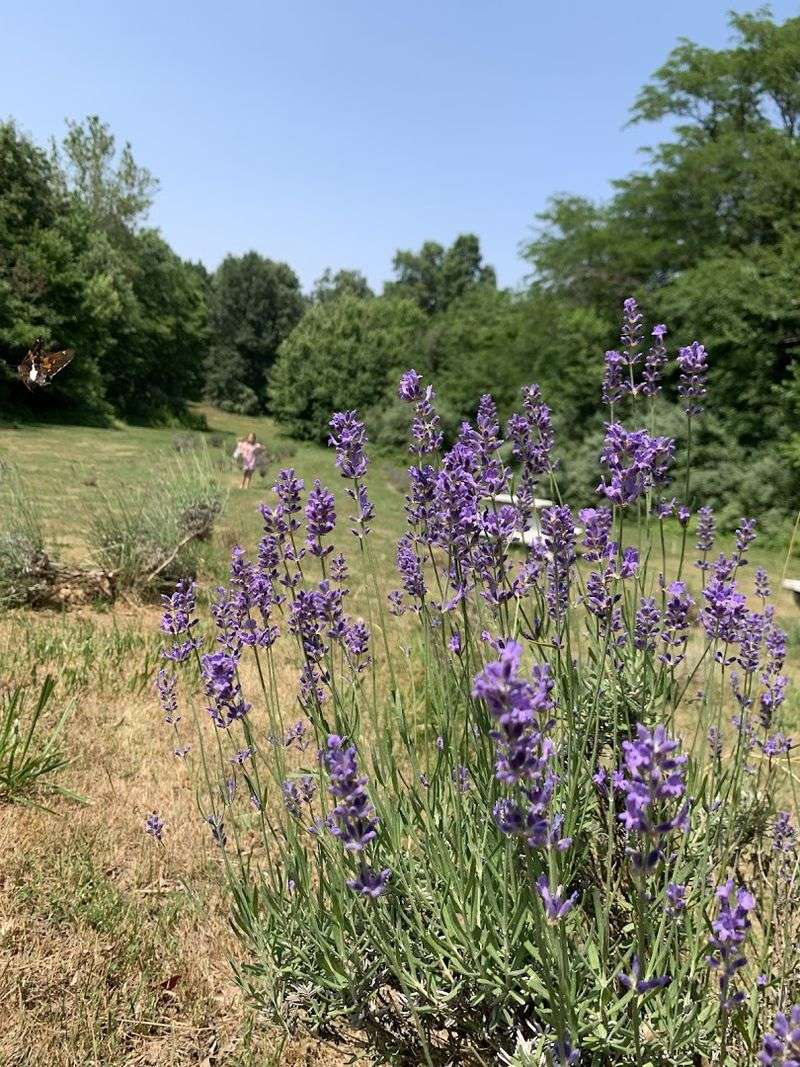 The Lavender Fields In Full Bloom