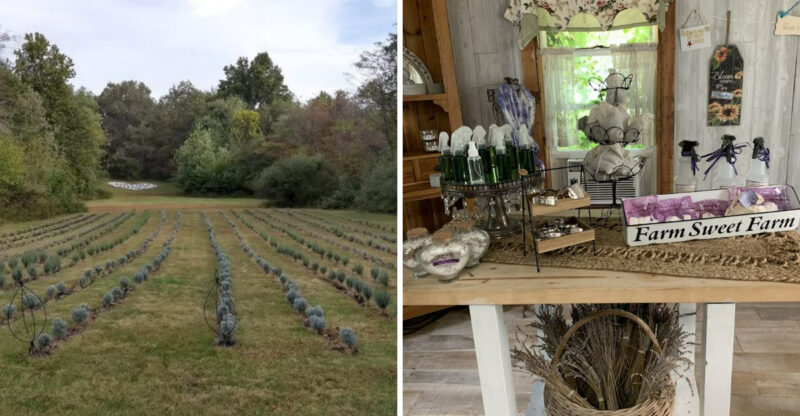The Blooming Lavender Fields At This Illinois Farm Are Worth Seeing In Person