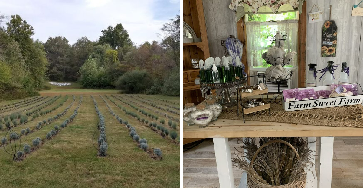 The Blooming Lavender Fields At This Illinois Farm Are Worth Seeing In Person - Decor Hint