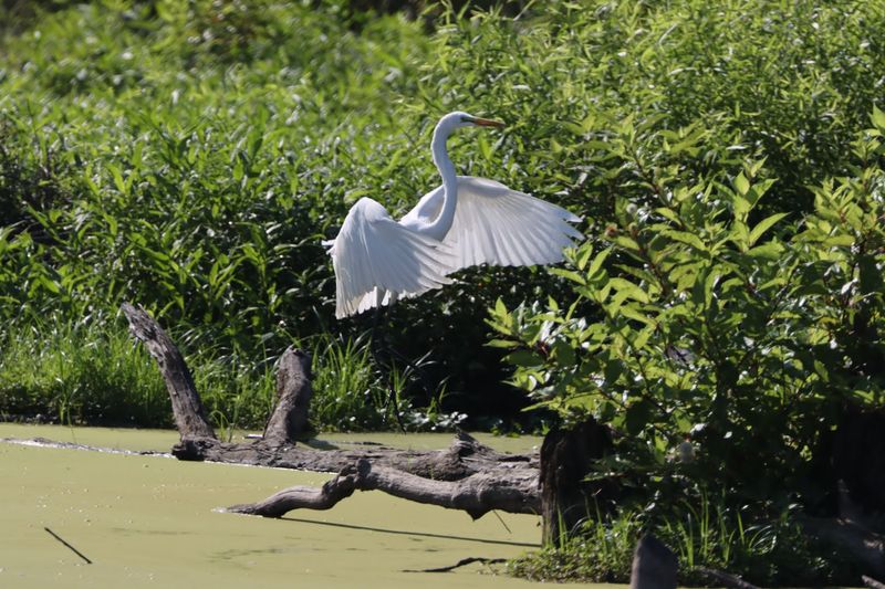 Wildlife That Stops You In Your Tracks