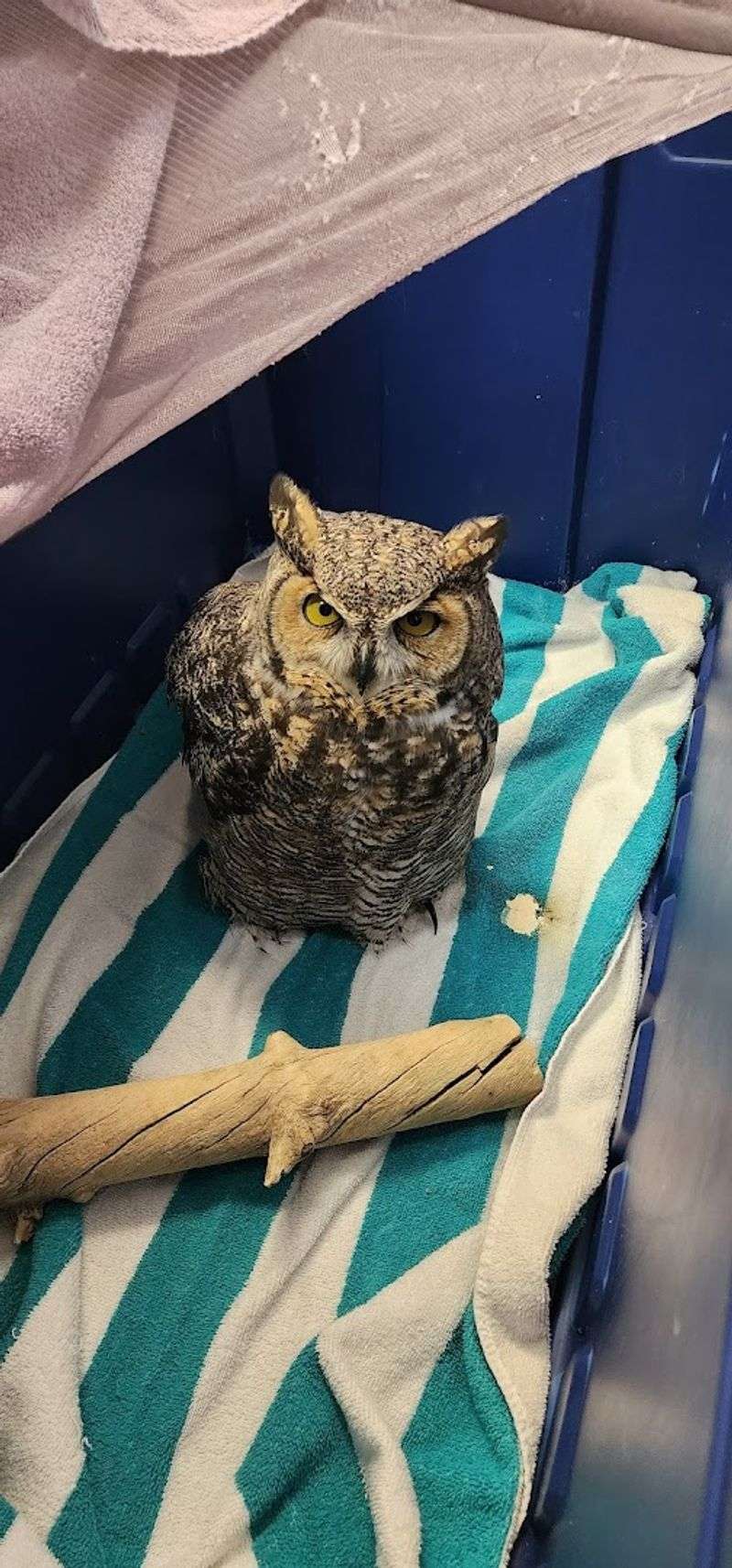 Birds, Mammals, And Orphaned Animals In Expert Hands
