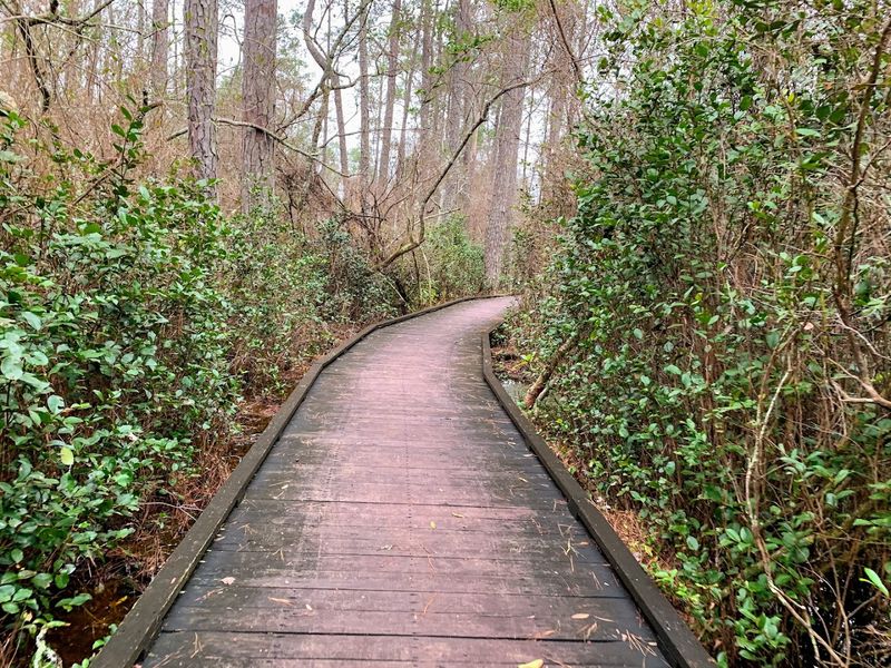 Boardwalk Trails That Make Nature Feel Accessible