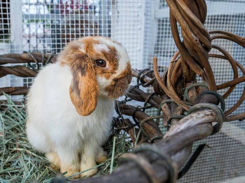 Bunny Basket Visits For Young Children