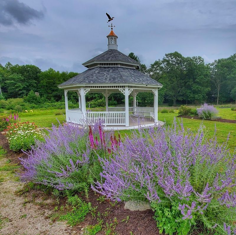 When To Visit For Peak Lavender Color