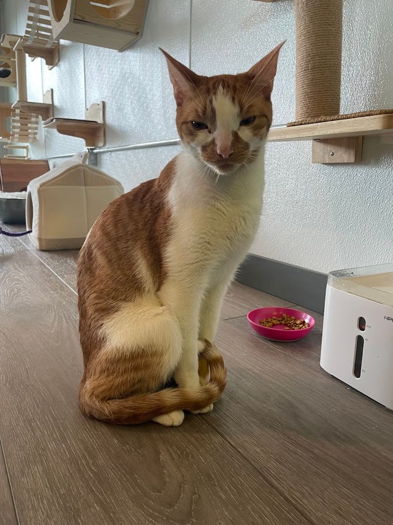 Inside The Cat Lounge