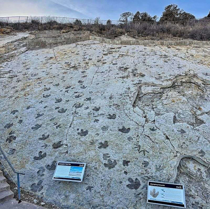 The Dinosaur Trackways