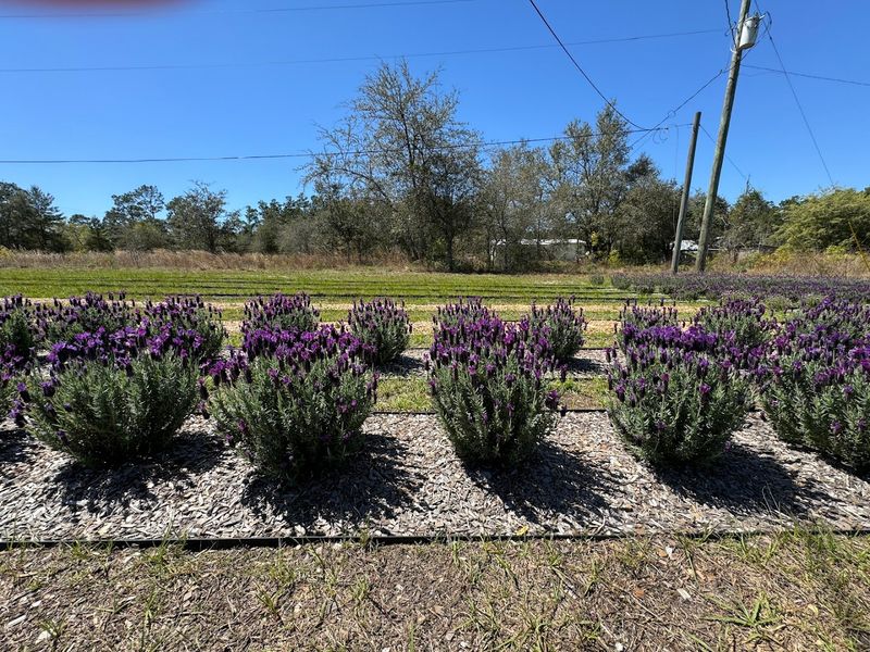 Lavender In Florida Makes Sense